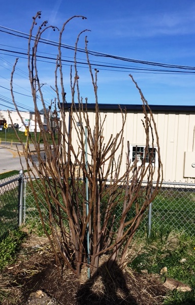 conshohocken fig tree