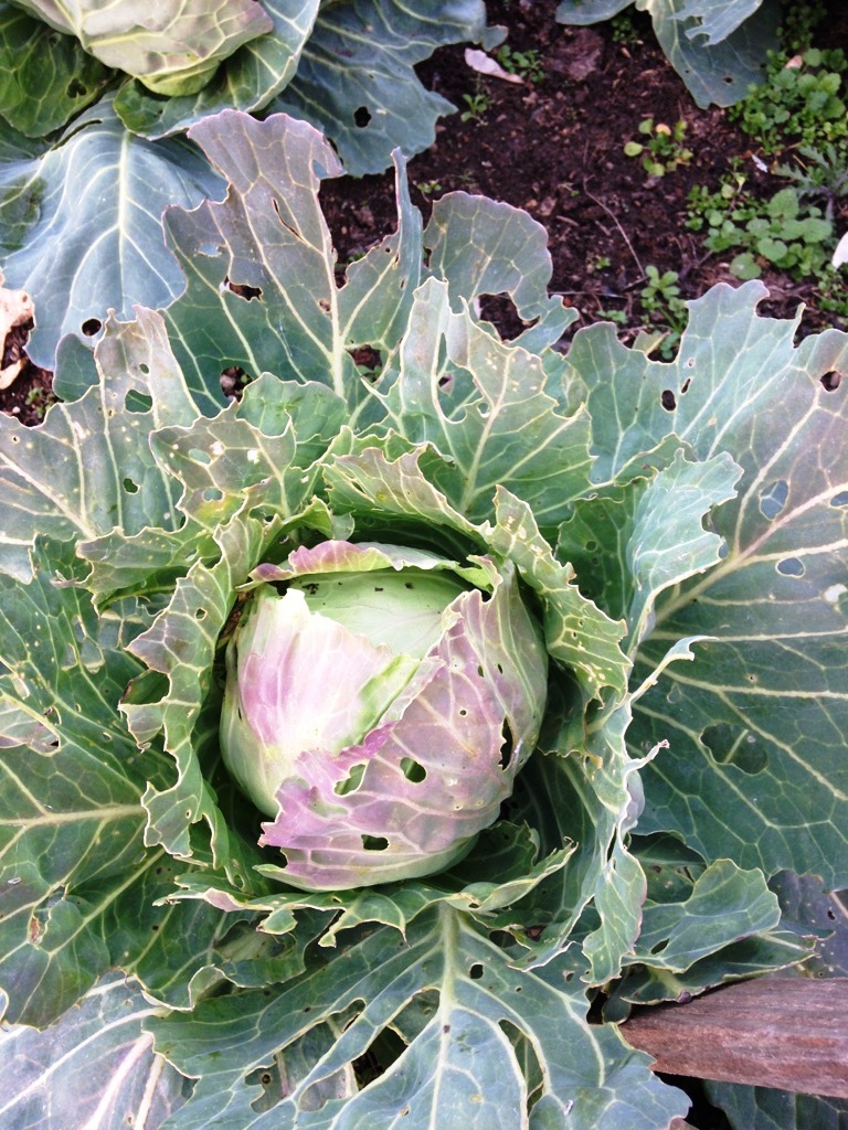 cabbage 2